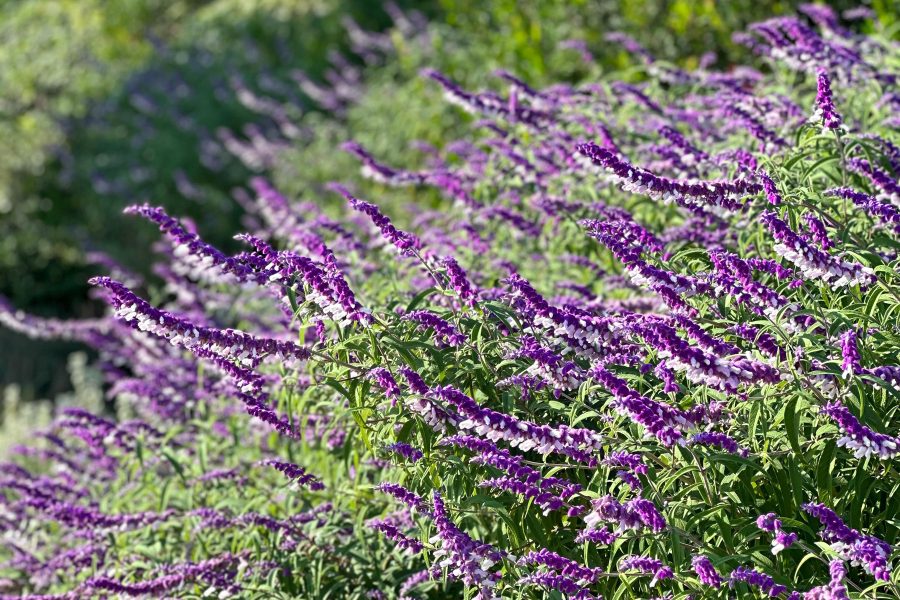 landscapedesign 2