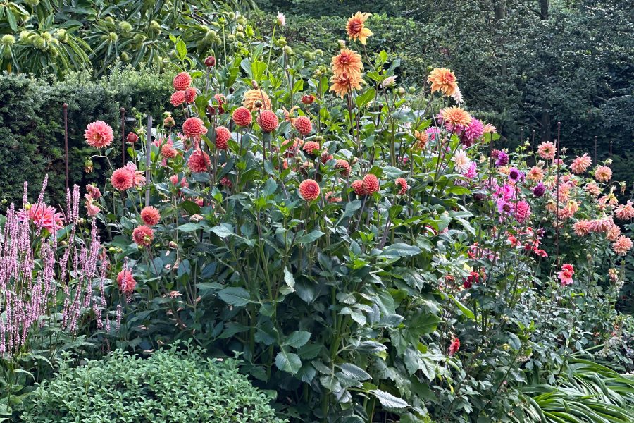 landscapedesign 7
